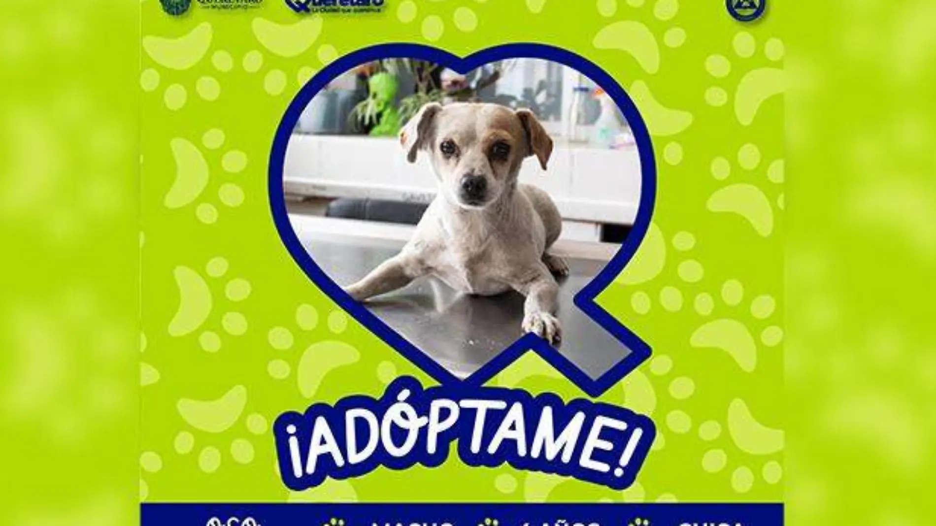 Adopción mascota 2